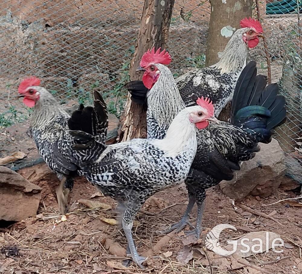 Natan poovan kozhi for sale