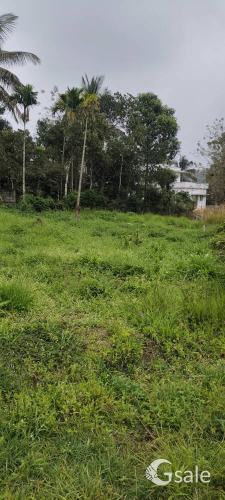 land for sale wayanad kerala 9446952411