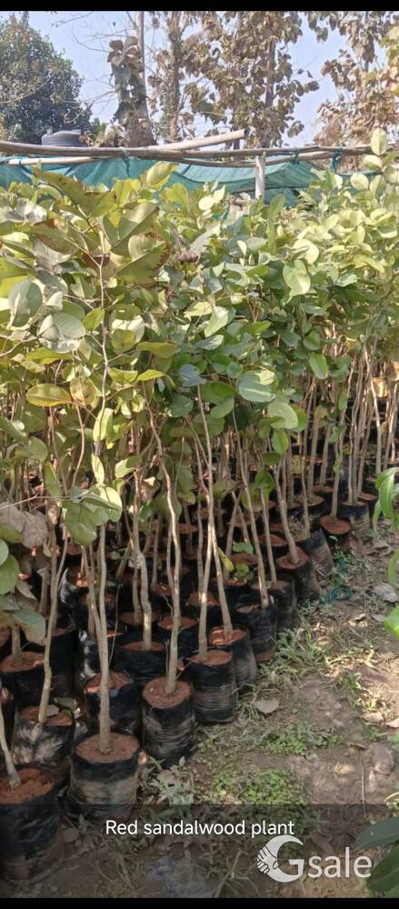 red sandalwood plant