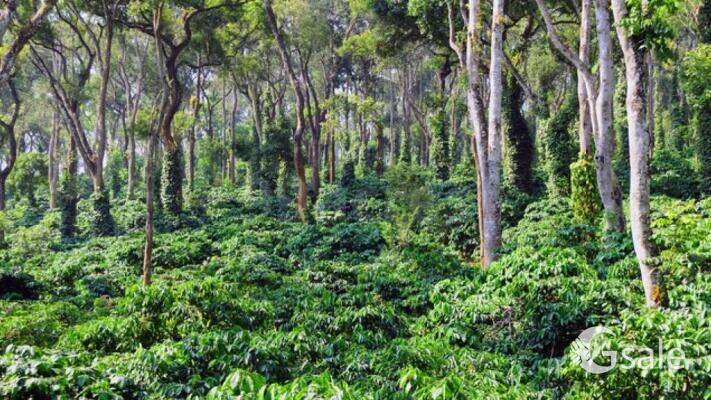 coffee estate land for sale
