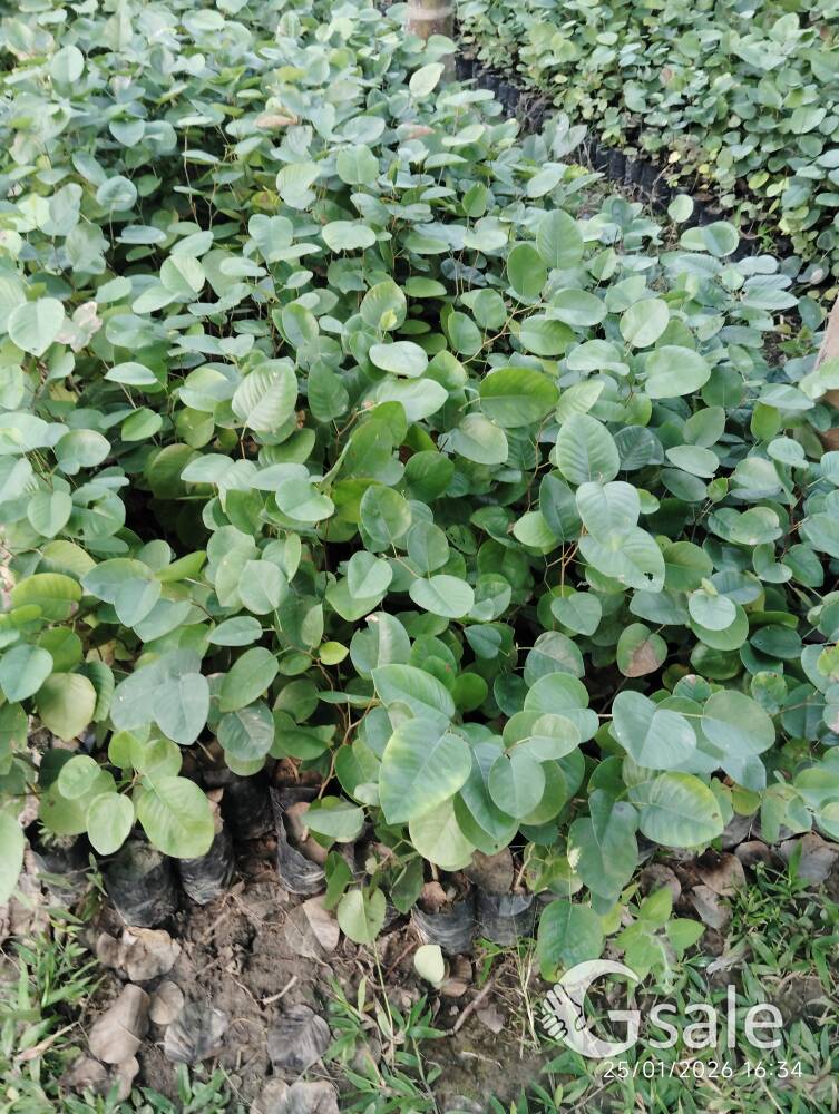 red sandalwood plant