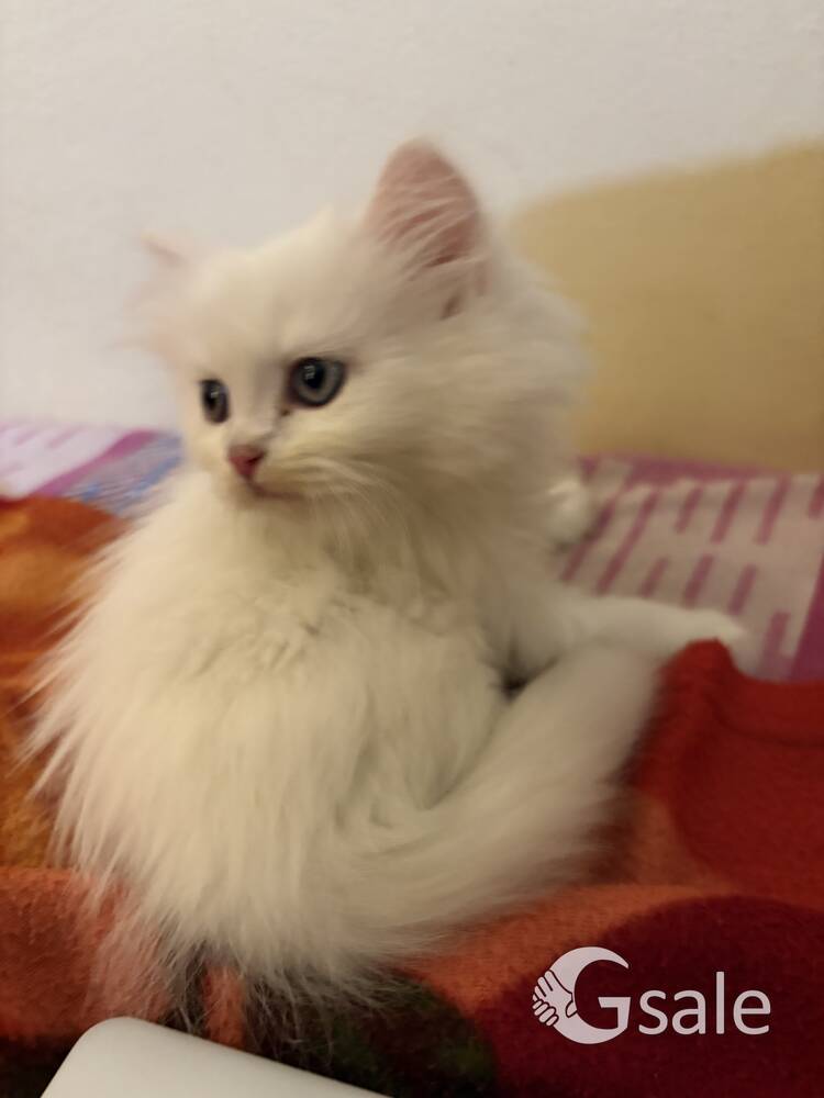 Persian cat 