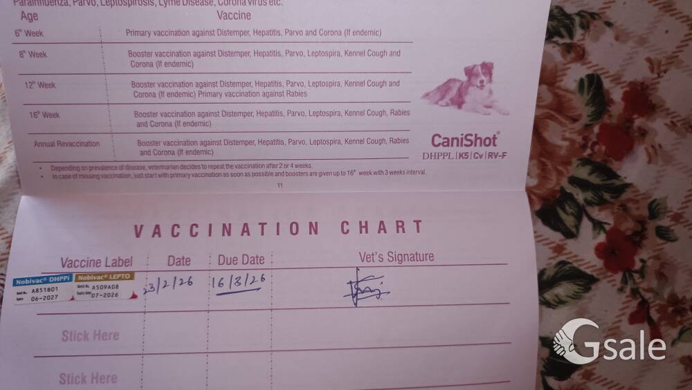 Golden retriever dog 