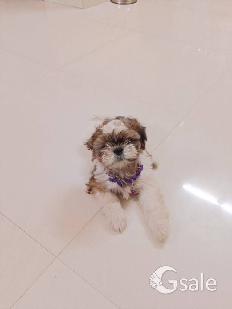 SHITZU PUPPY FOR SALE