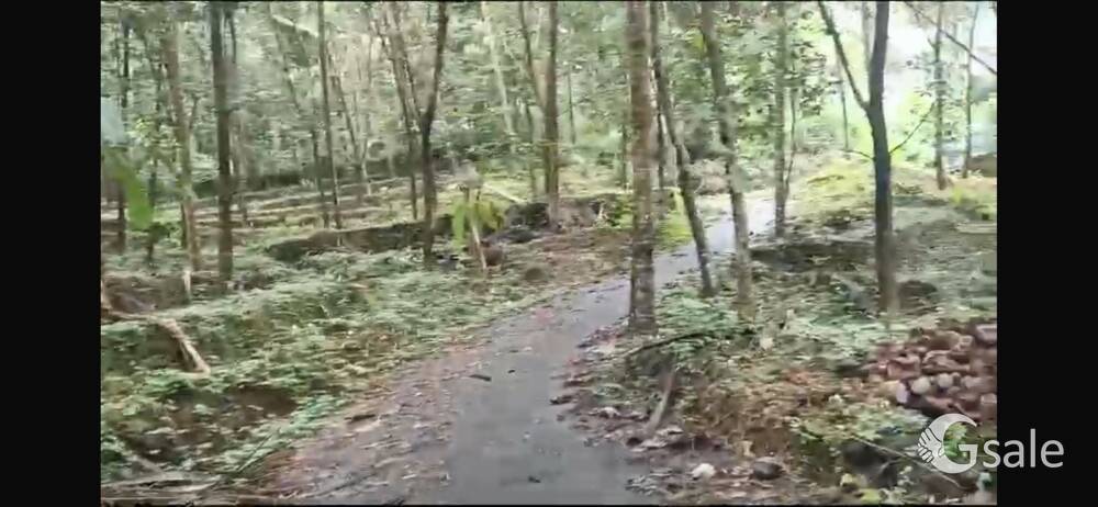 Yearly 35 ലക്ഷം വരുമാനം! കോഴിക്കോട് കുറ്റിയാടിയിൽ16.40ഏക്കർ land for sale,27k/cent,mob:8547382189