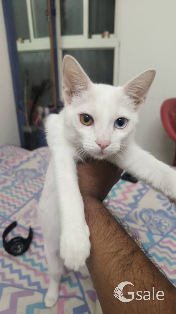 Multiple eye colour cat