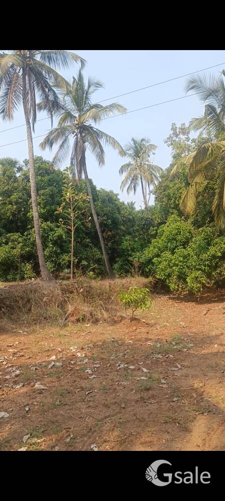 1acre mango + coconut farm