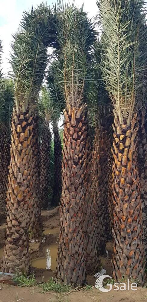 NadiR sa nursery plant 