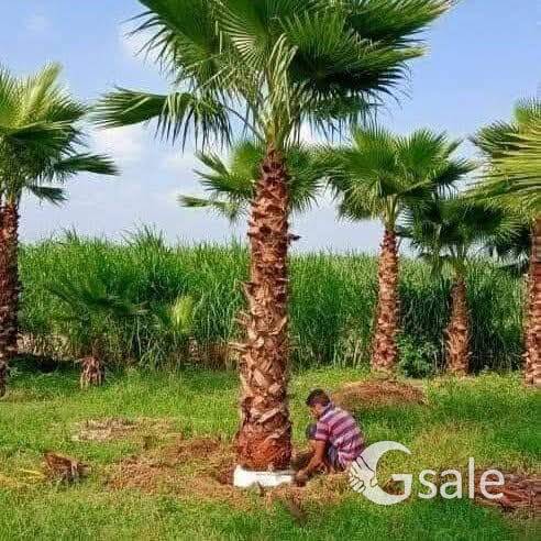 NadiR sa nursery plant up moradabad 