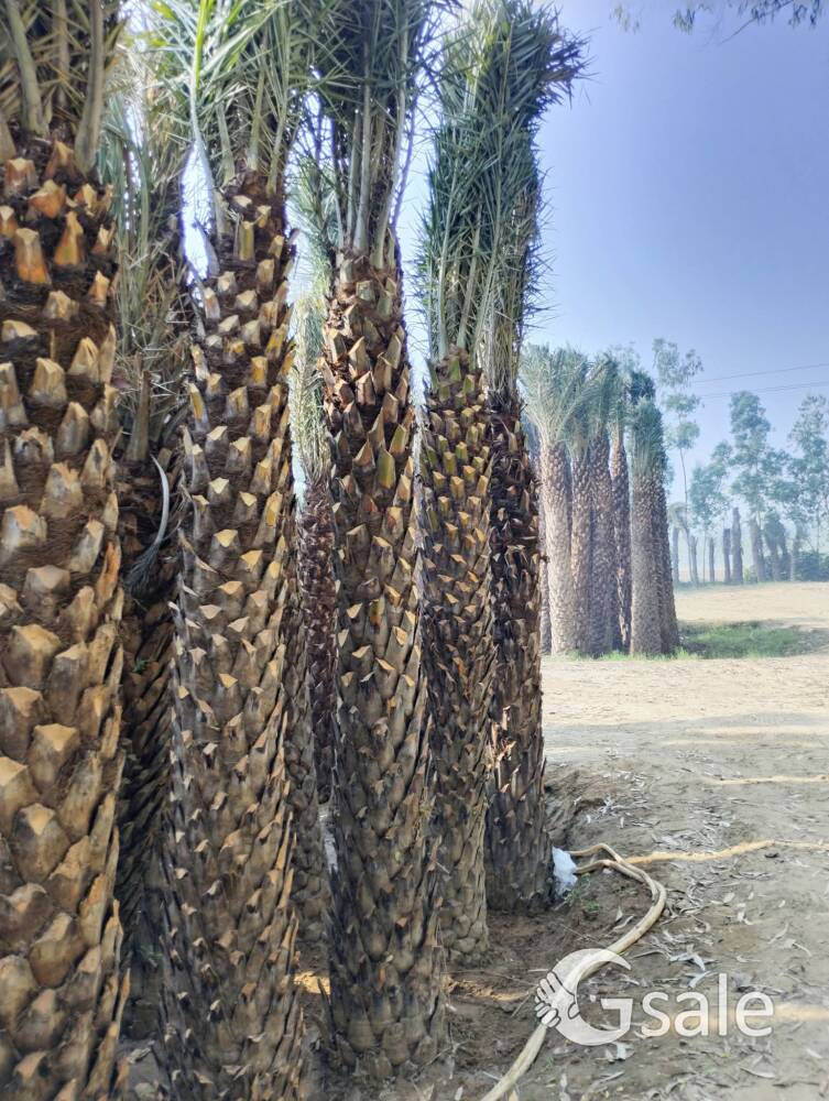 nadir sa nursery plant 