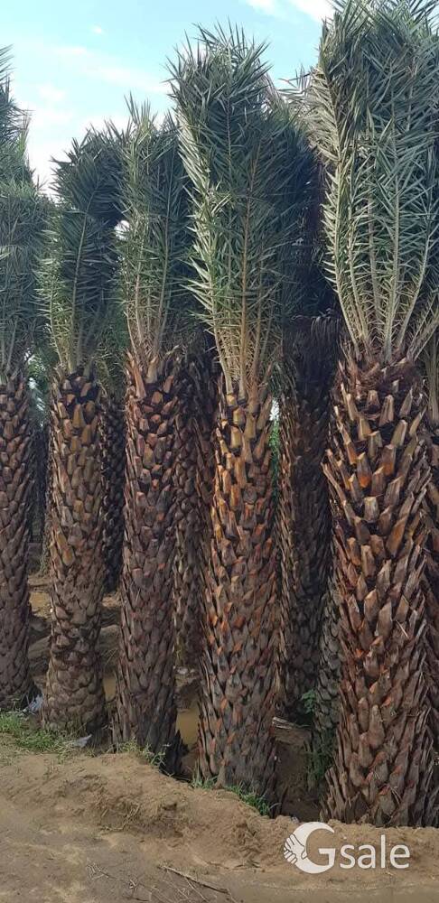 NadiR sa nursery plant up moradabad 