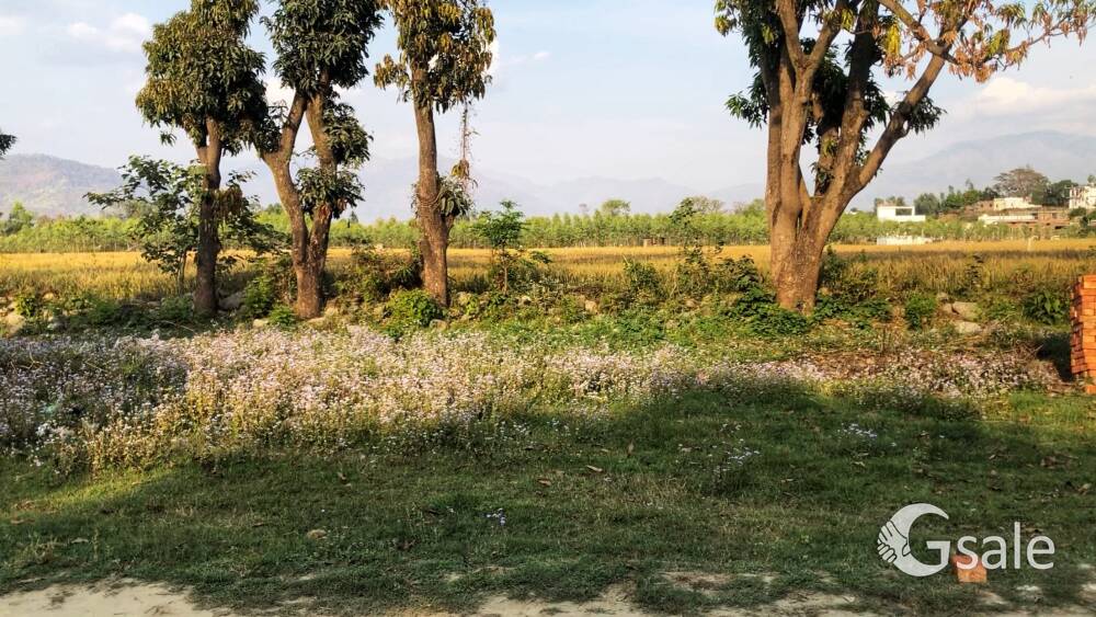 👉 3.5 Biswa (Approx 1410 sq ft) residential plot available in dakpathar Perfect for middle class 