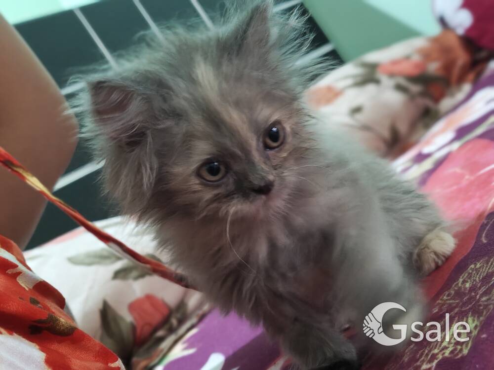 Persian cat 