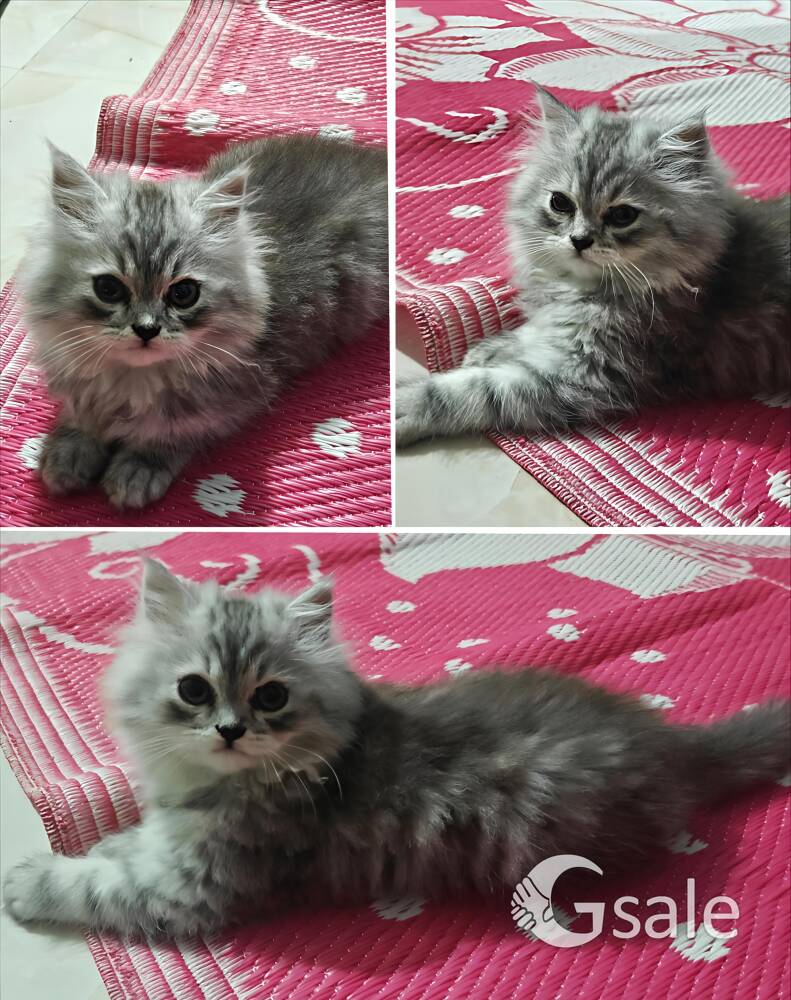 Persian cat