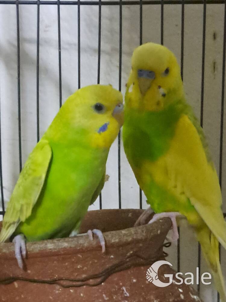 Colourful Budgies 