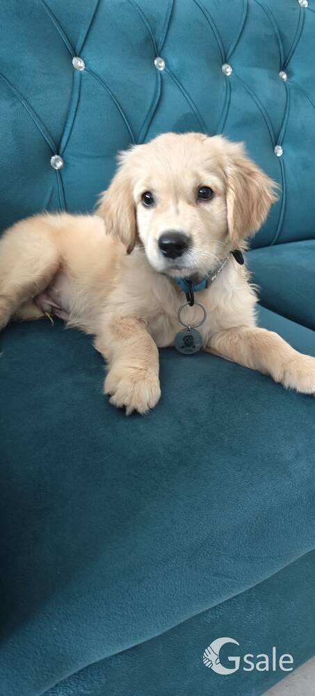 Male Golden retriver