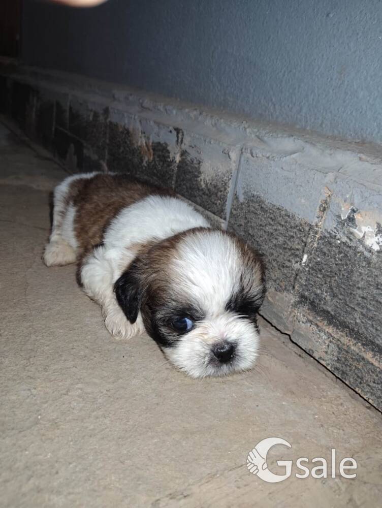 Shih Tzu female dog