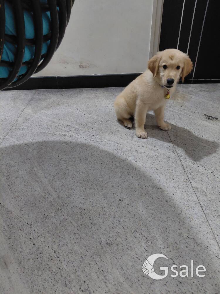 Male Golden Retriever