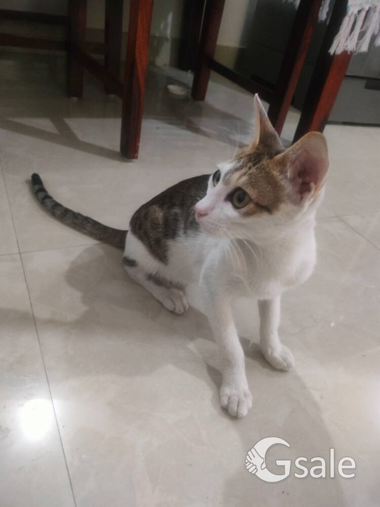 Male Kitten for free adoption 