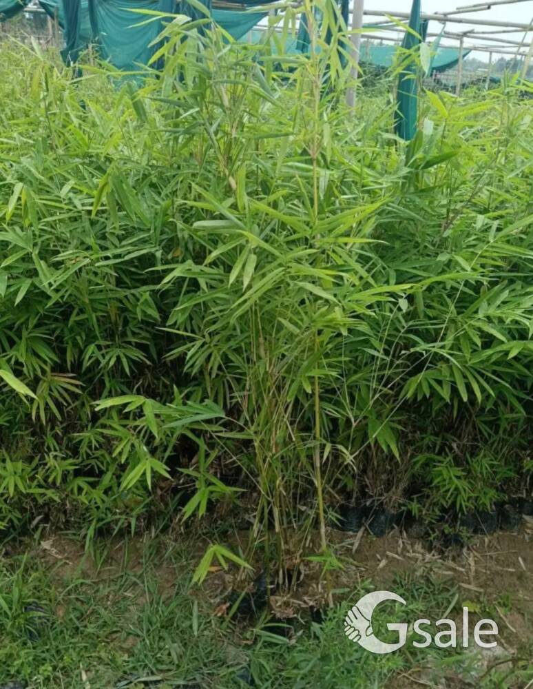 bamboo plant 