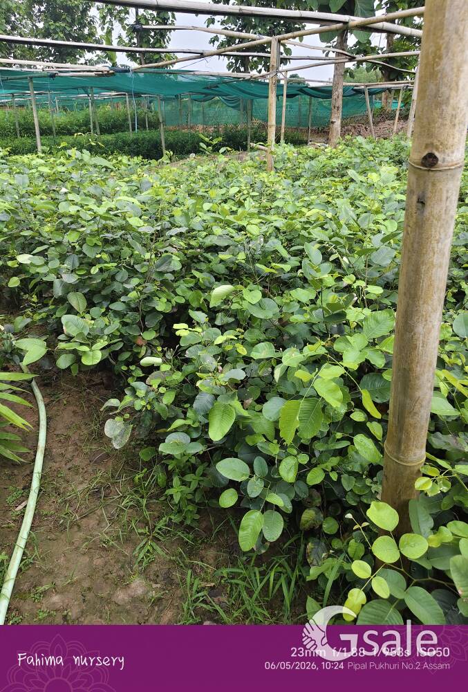 red Sandalwood plants 