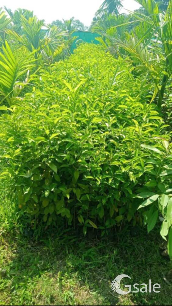 orange plant 