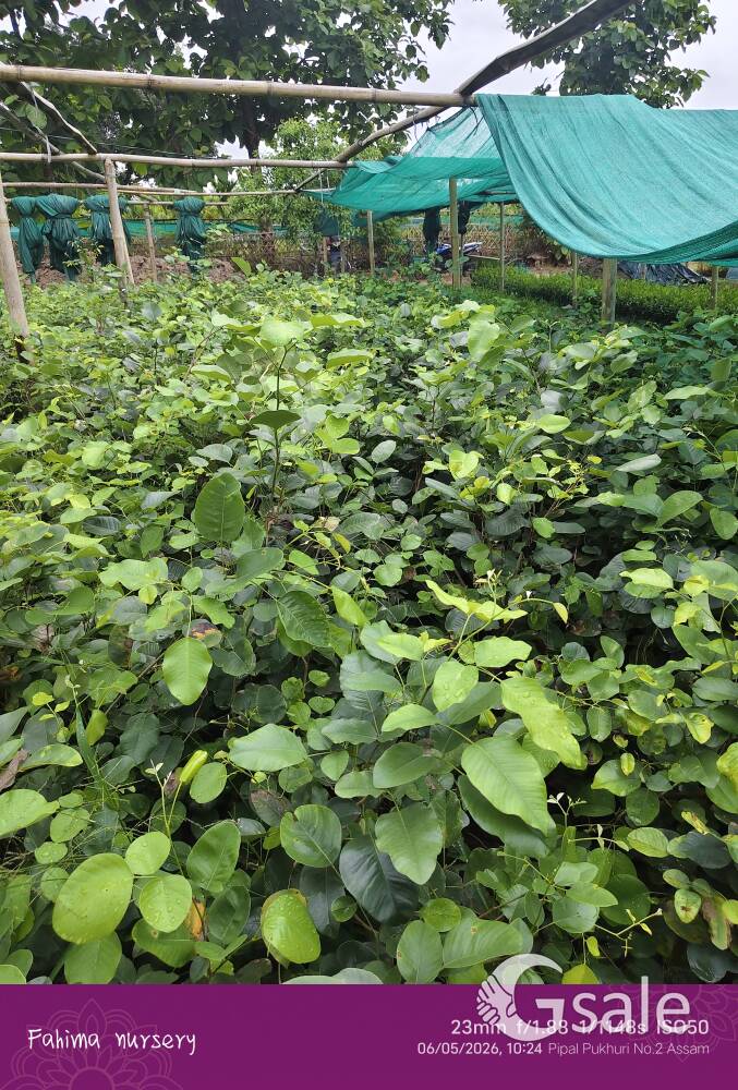 red Sandalwood plants 