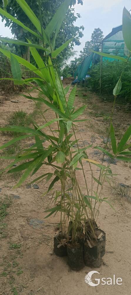 Bamboo plant 