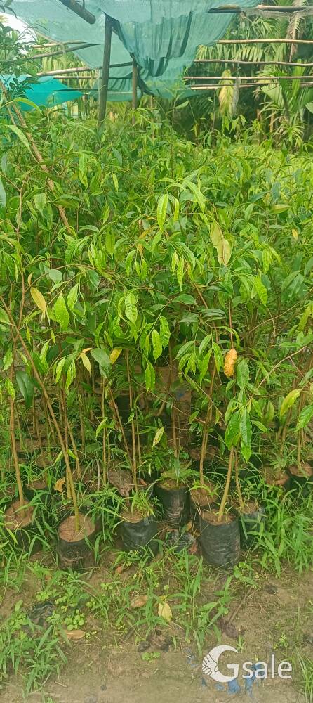 Agorwood plant 