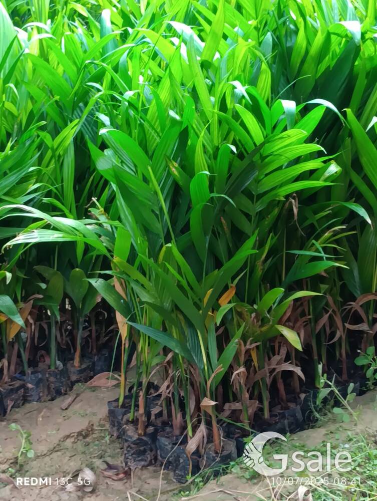 Areeca nut plant 