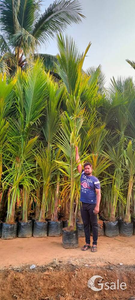 landscape plant's 
