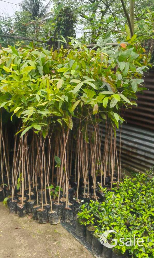 agar wood Plant 