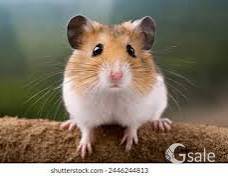 Hamsters with cage