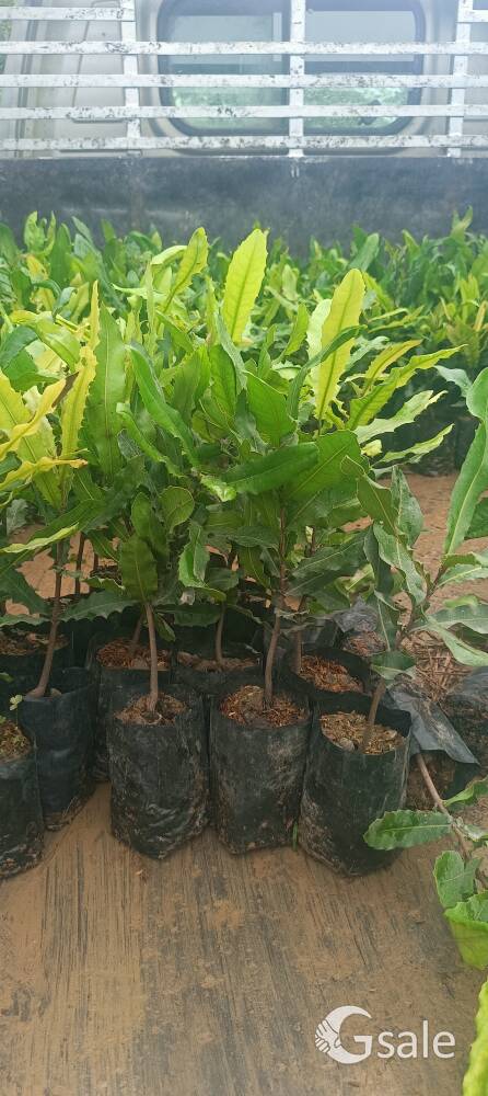 Mecademia plant 