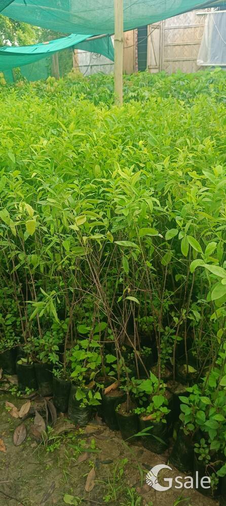 White sandalwood plant 