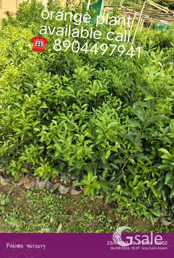 orange plant available 