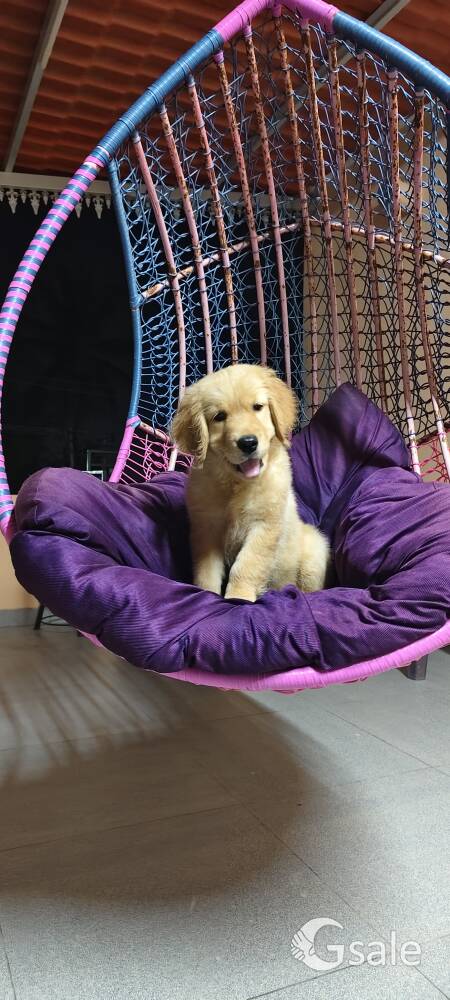 Golden retriever female puppy 
