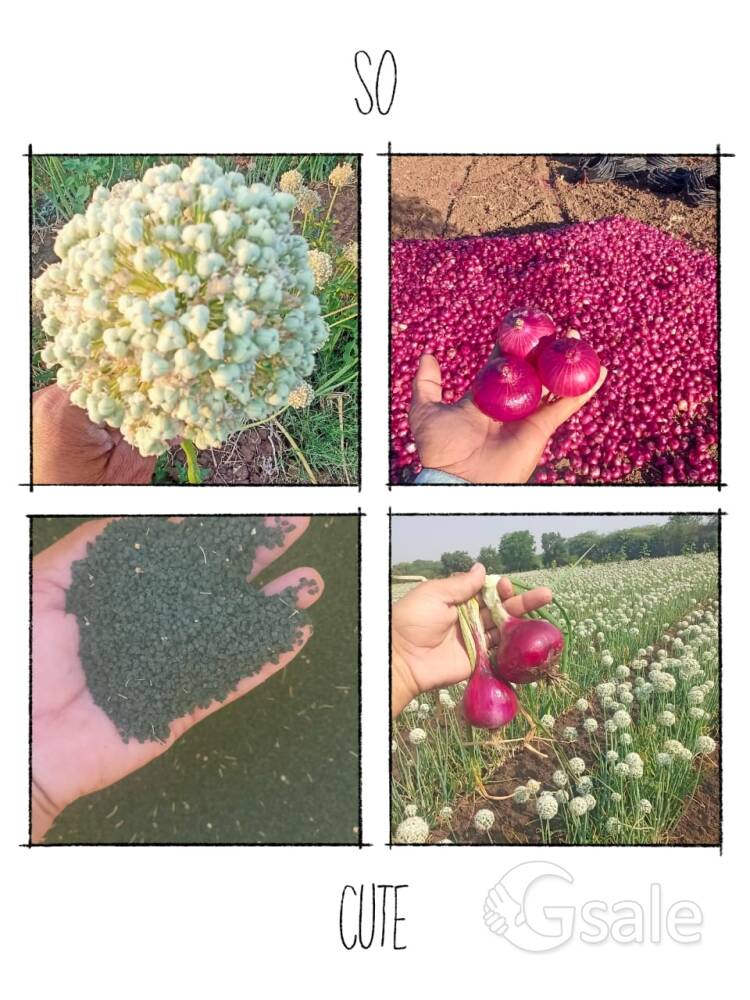 onion seed 