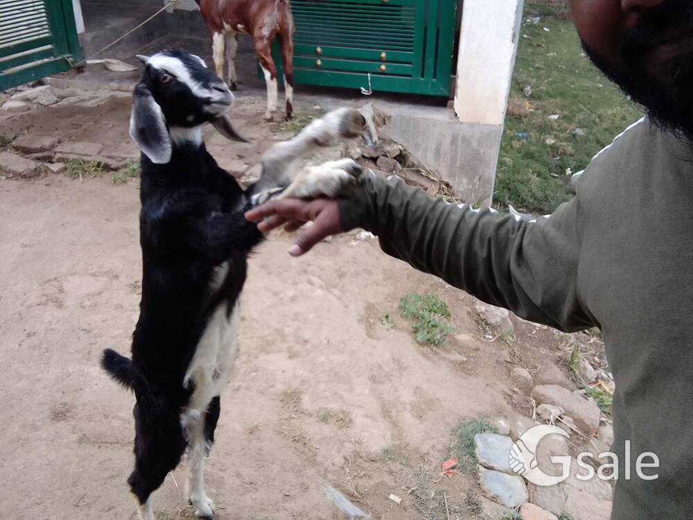 बकरे का मीट शॉप