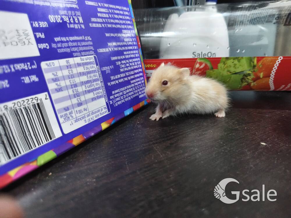 Baby Hamster
