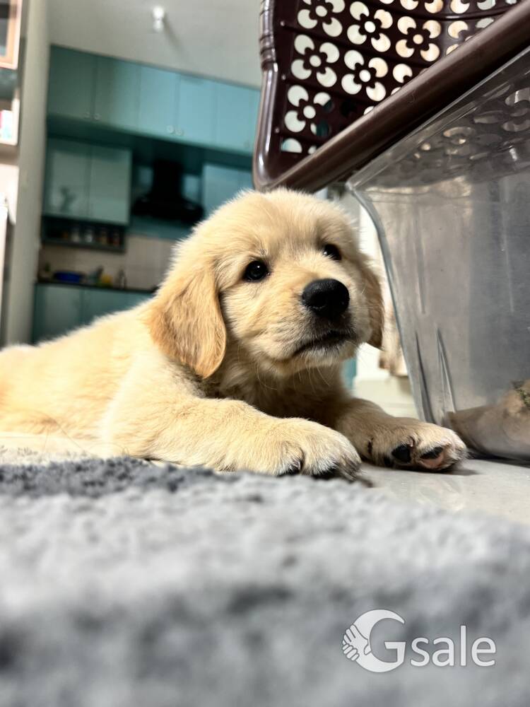 For Sale: Female Golden Retriever Puppy - Vaccinated and Healthy