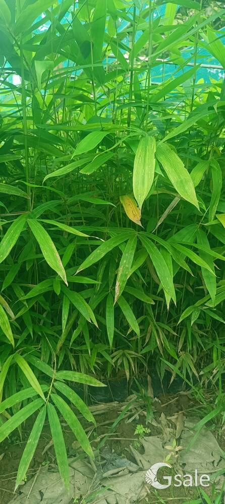 tulda bamboo 