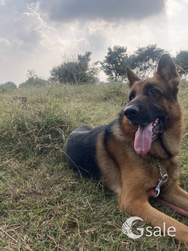 German shepherd 