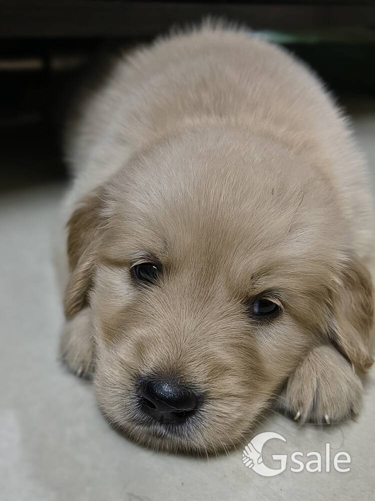 Golden retriever puppys