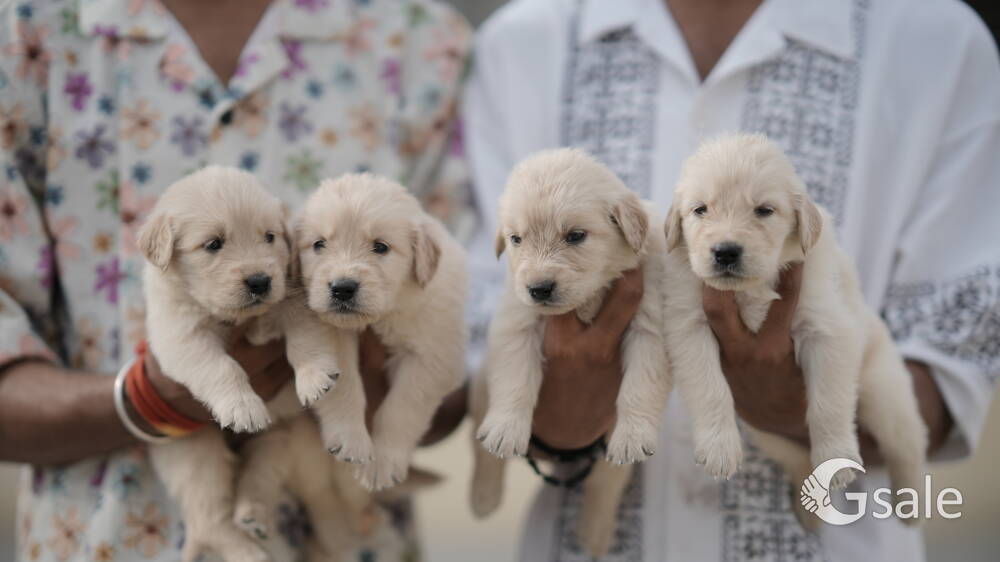 Golden retriever puppy