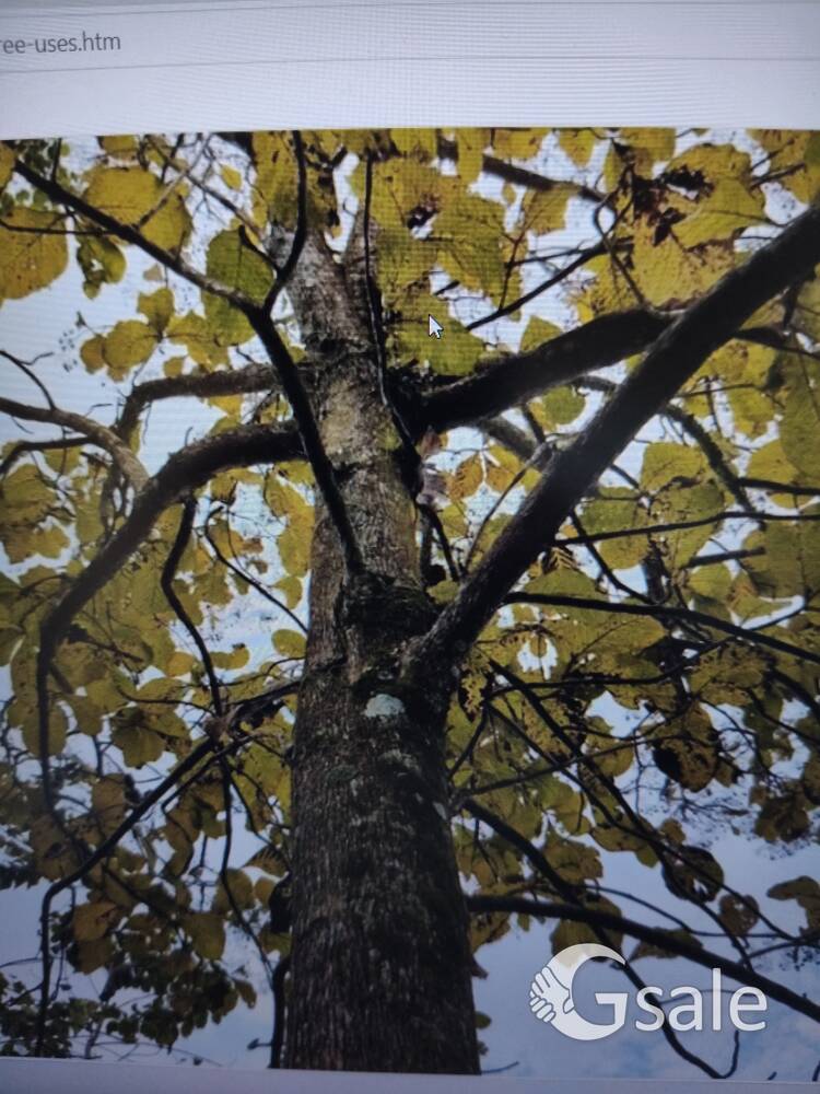 Teak wood fresh trees for sale 