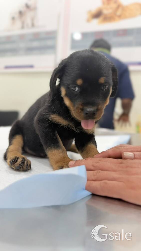 Rottweiler puppy
