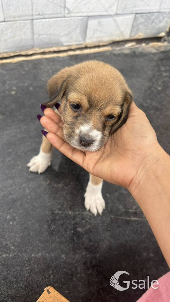 Beagle dog