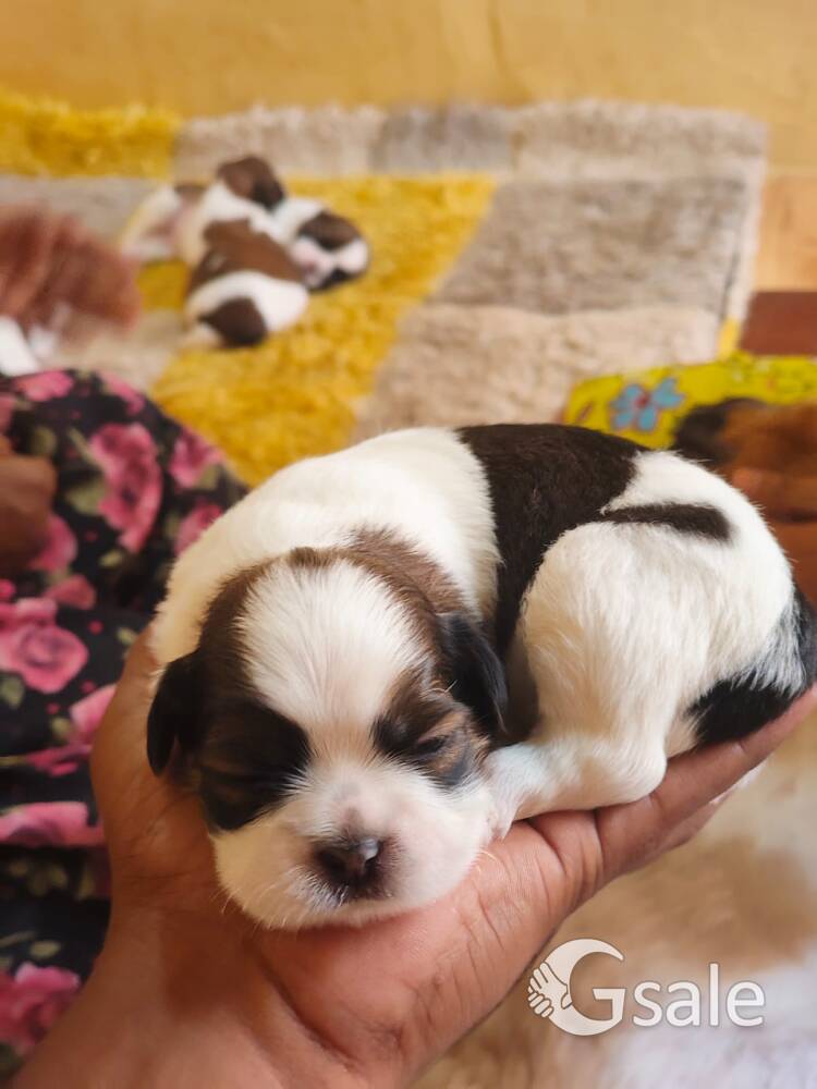 Pet For Sale ( Shih Tzu)