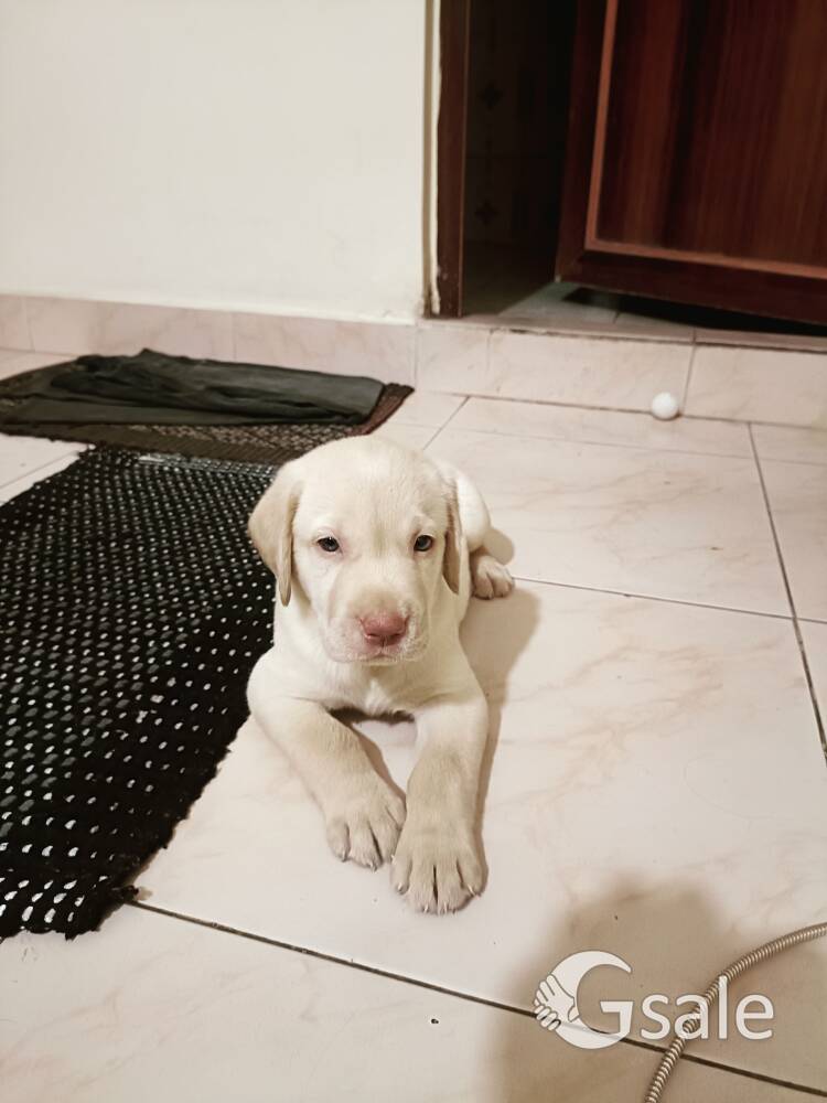 Selling puppies good quality 